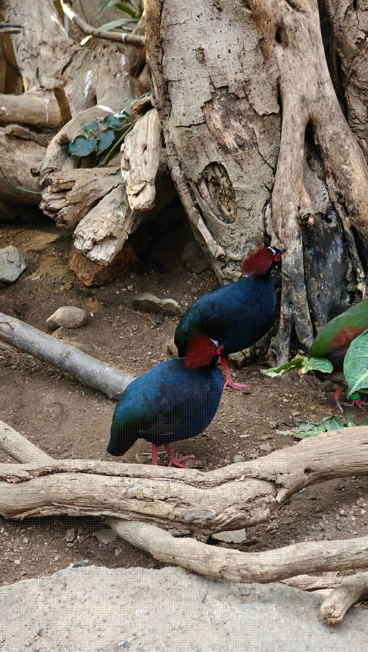 A pair of male crested partridges (roul-roul) —