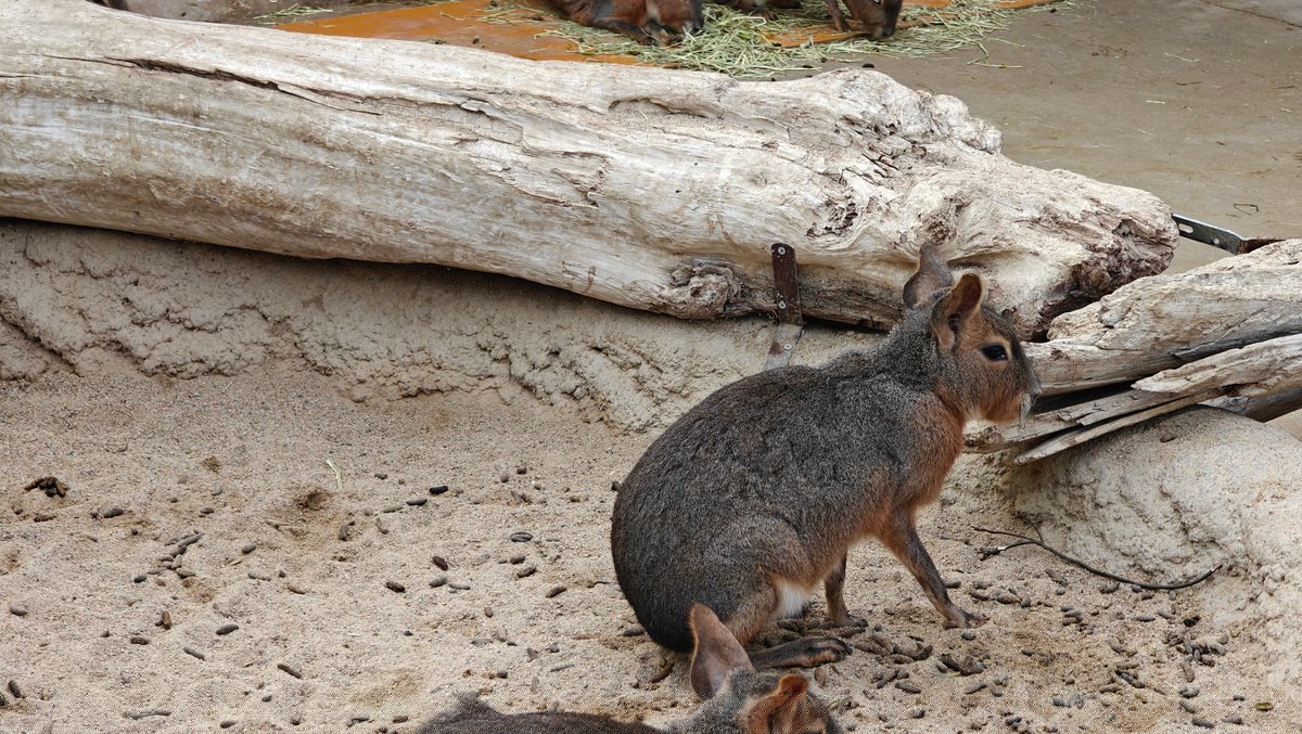 A Patagonian mara sitting on the sand beside