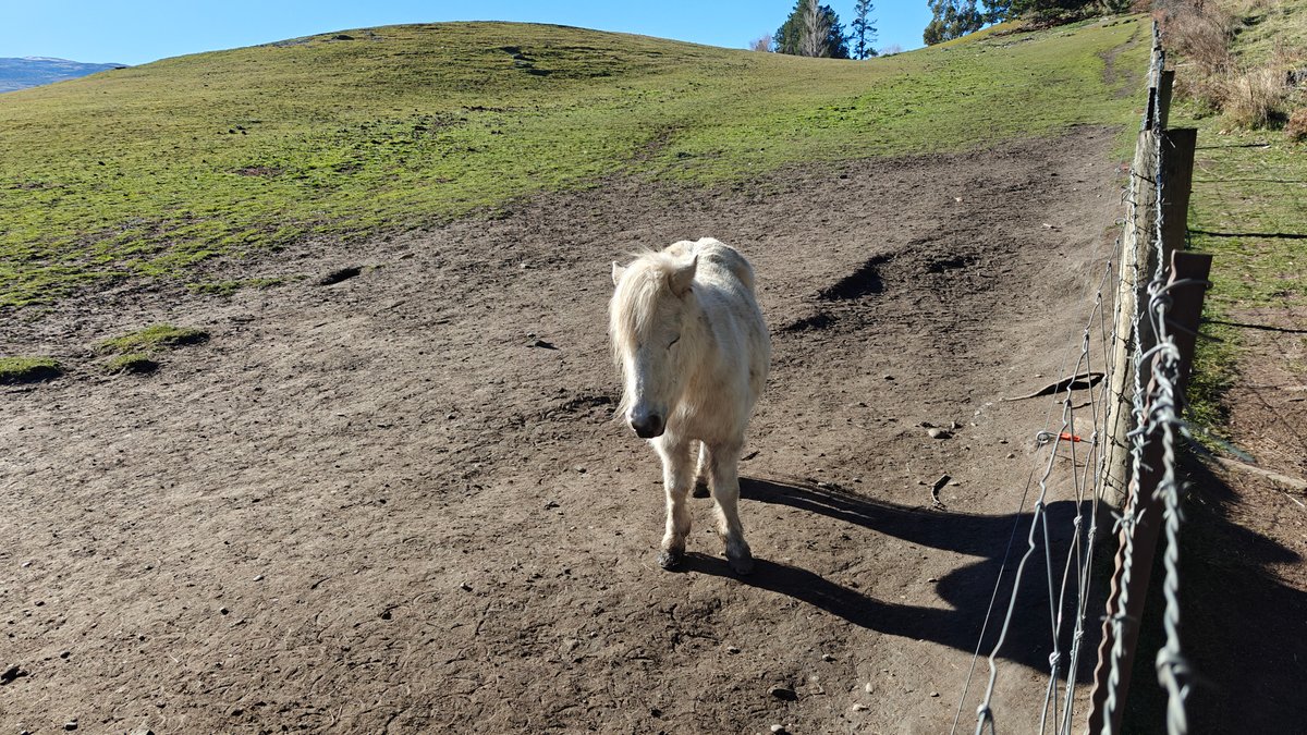 A pony seen from behind walking up a