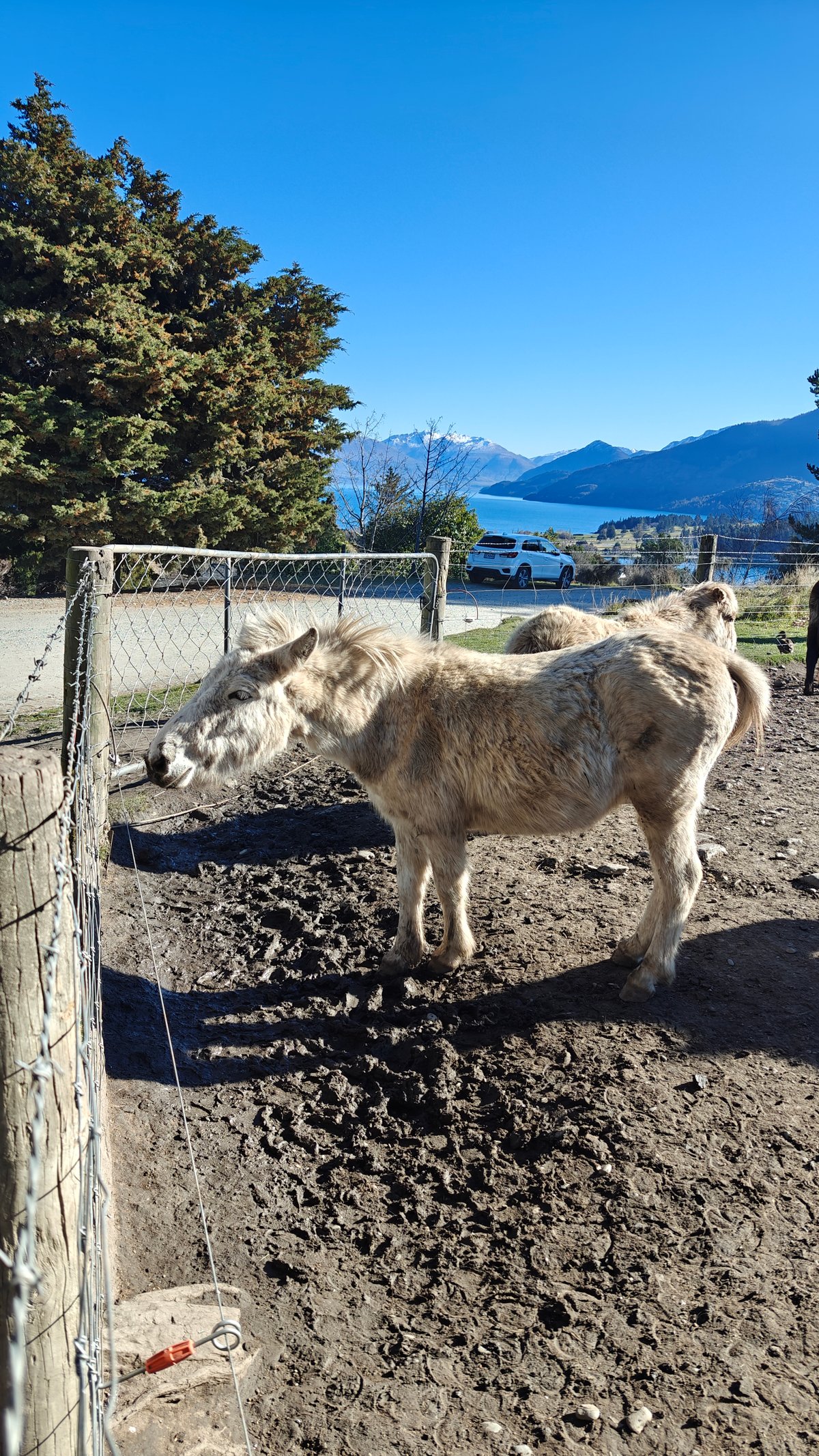 A pony standing at an open wire gate