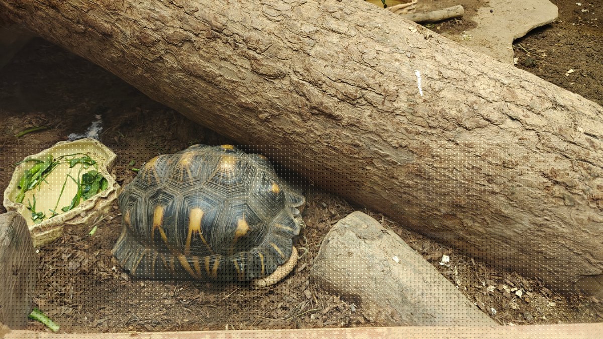 A radiated tortoise nibbling a leaf of lettuce