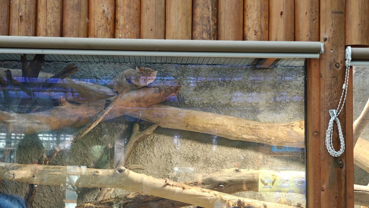 A sand cat dozing on a driftwood branch