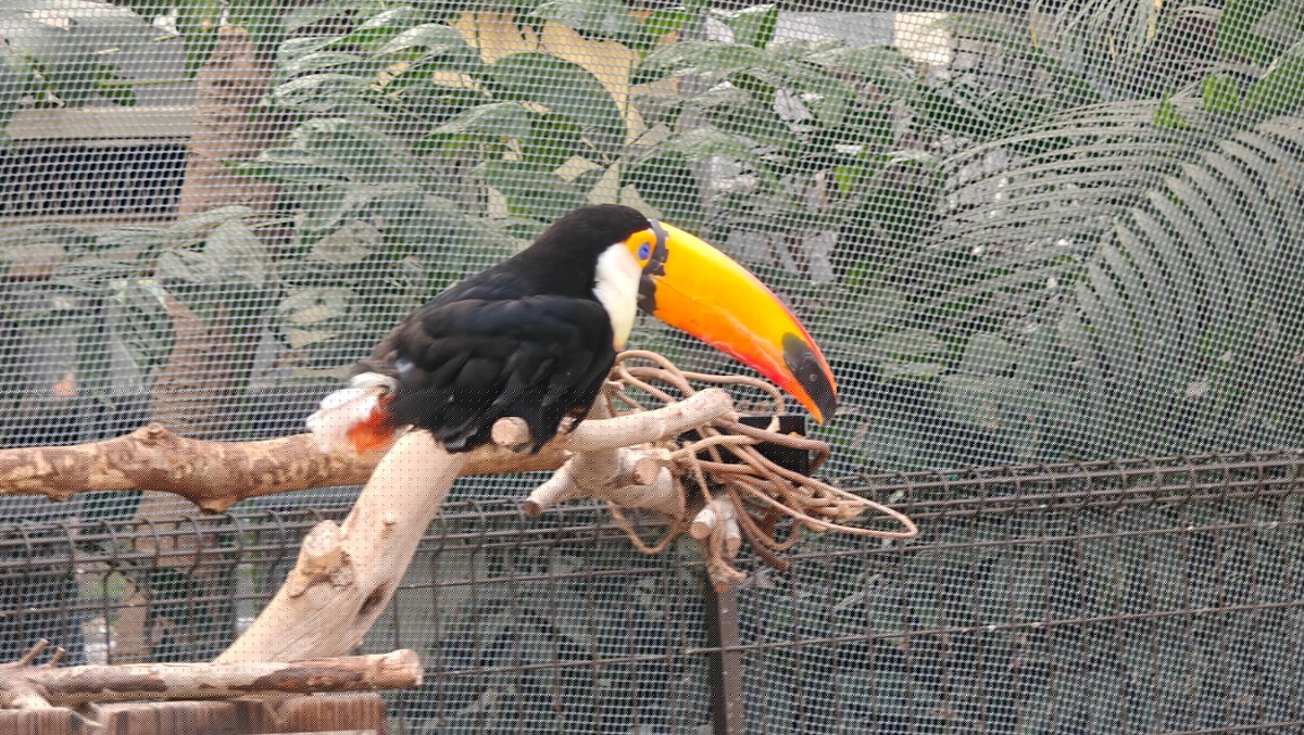 A toucan with a large orange bill (the