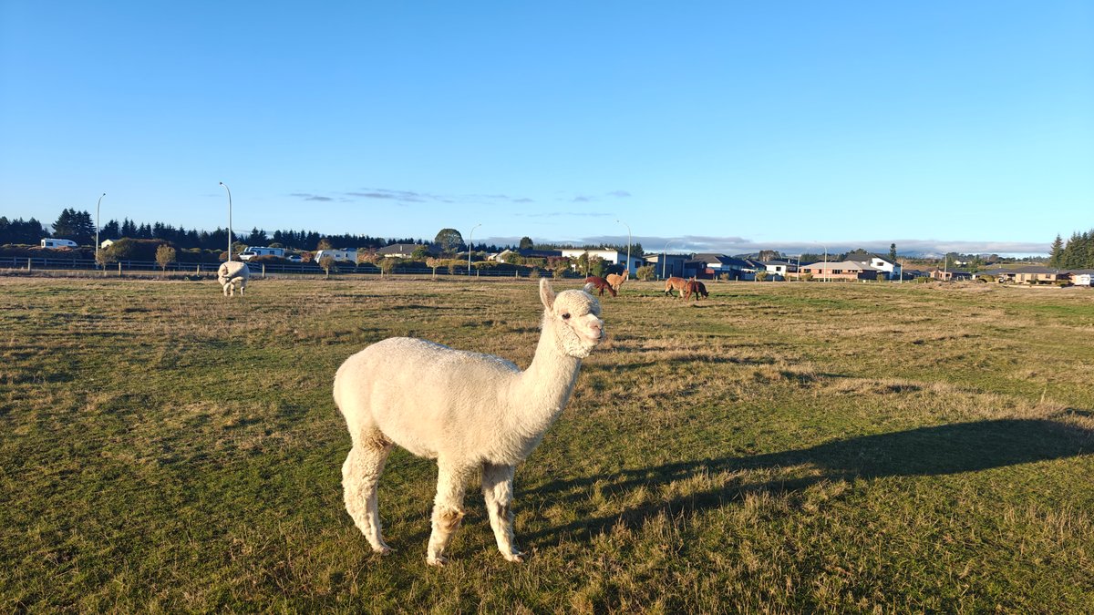 A white alpaca standing in a grassy paddock