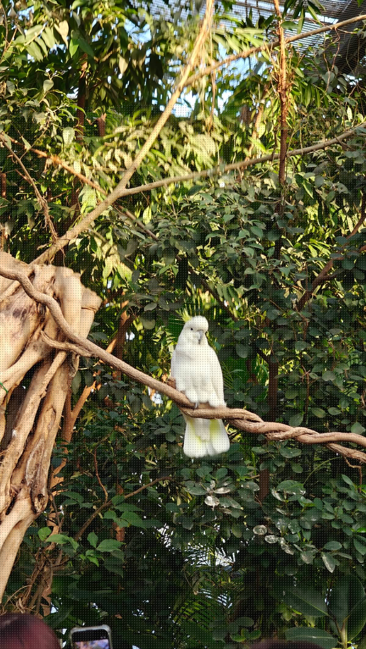 A white cockatoo perched on a rope-wrapped branch
