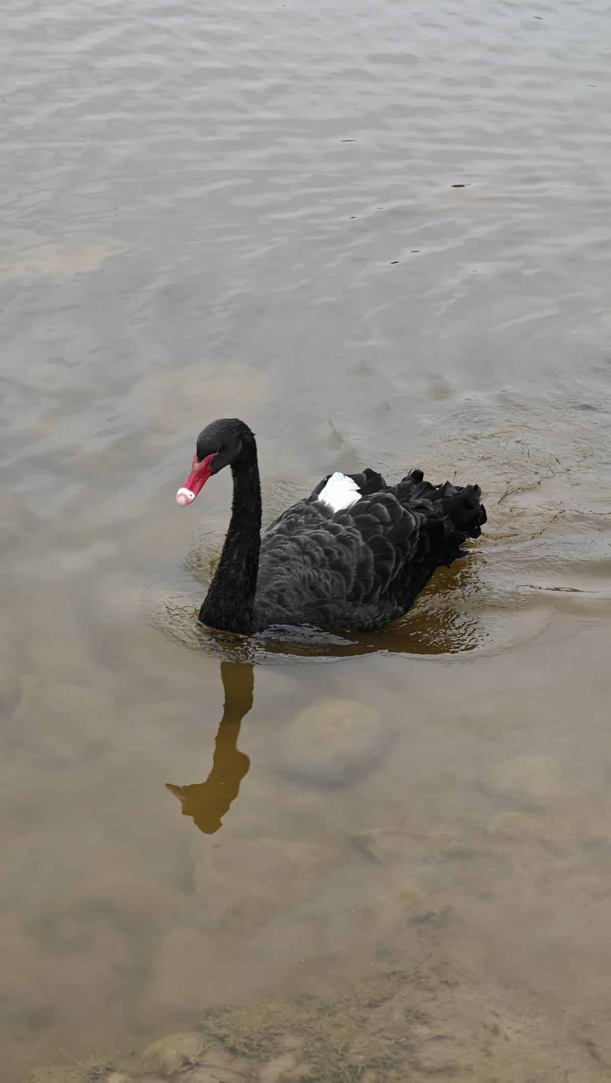 Adult black swan red beak