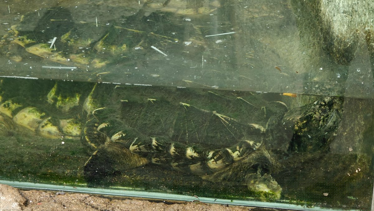 Alligator snapping turtle in tank