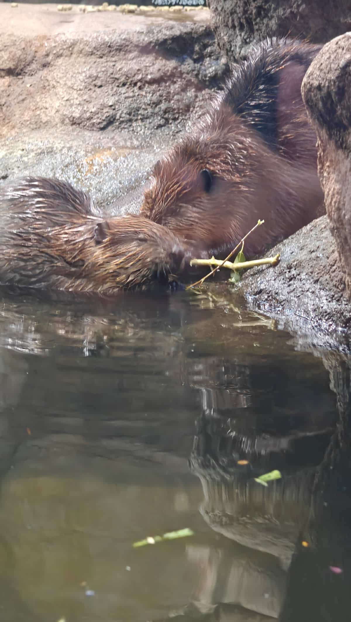 American beaver gnawing a branch