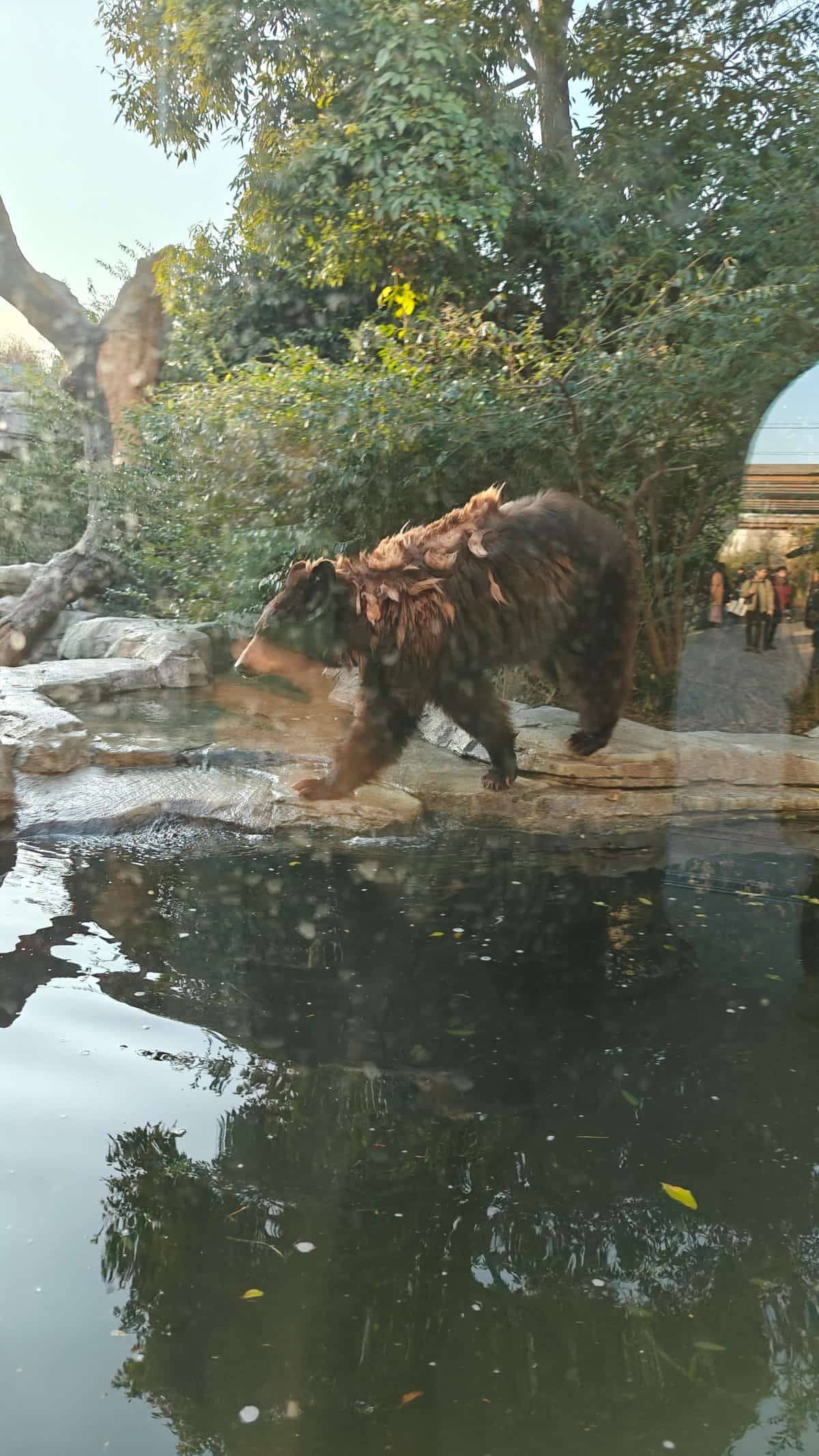 American black bear by water