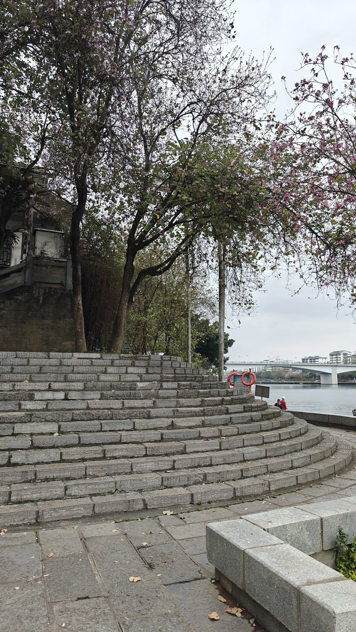 Amphitheater steps with flowering tree