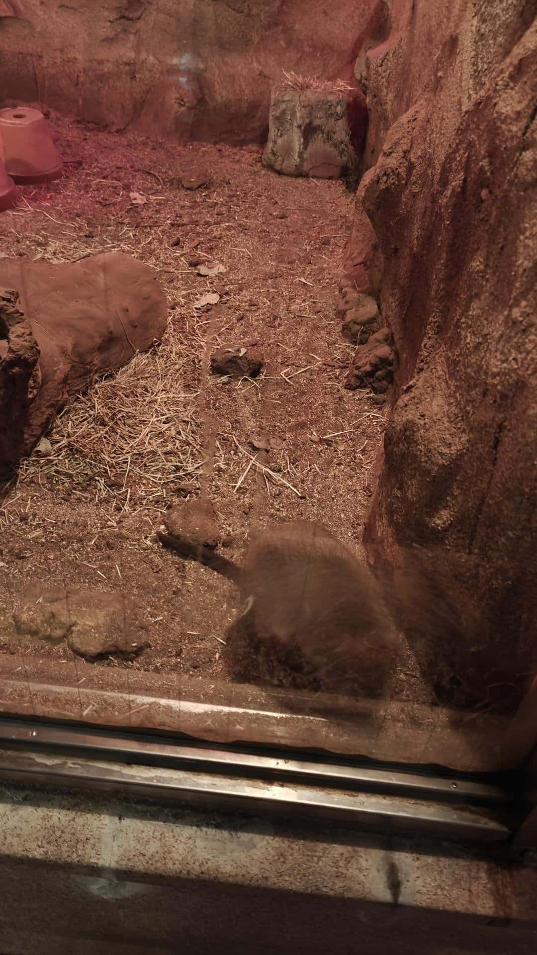 Animal exhibit with red lighting