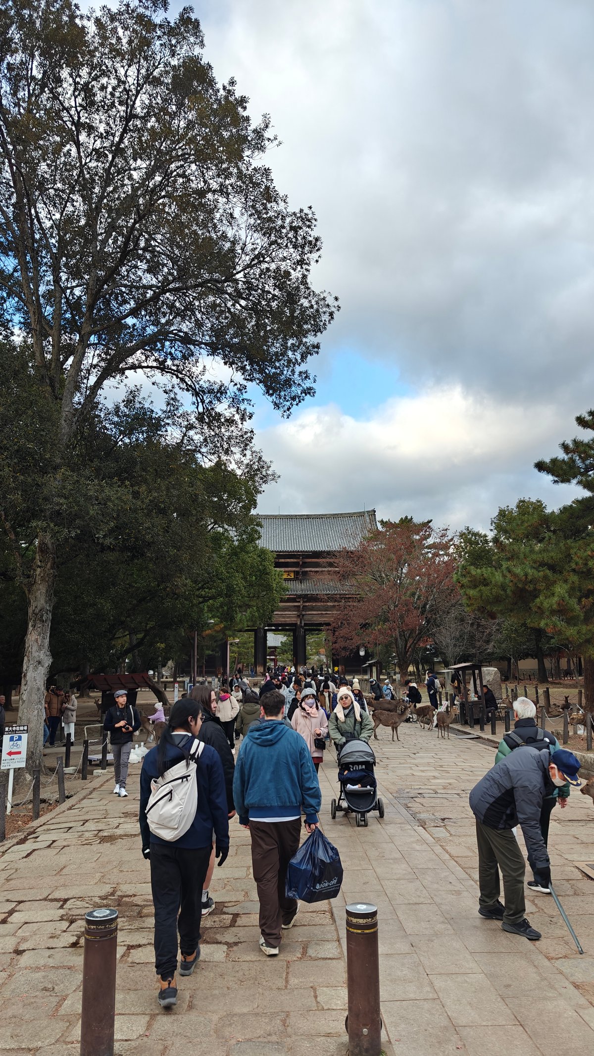 Approach path to Todai-ji with stone lanterns, pine