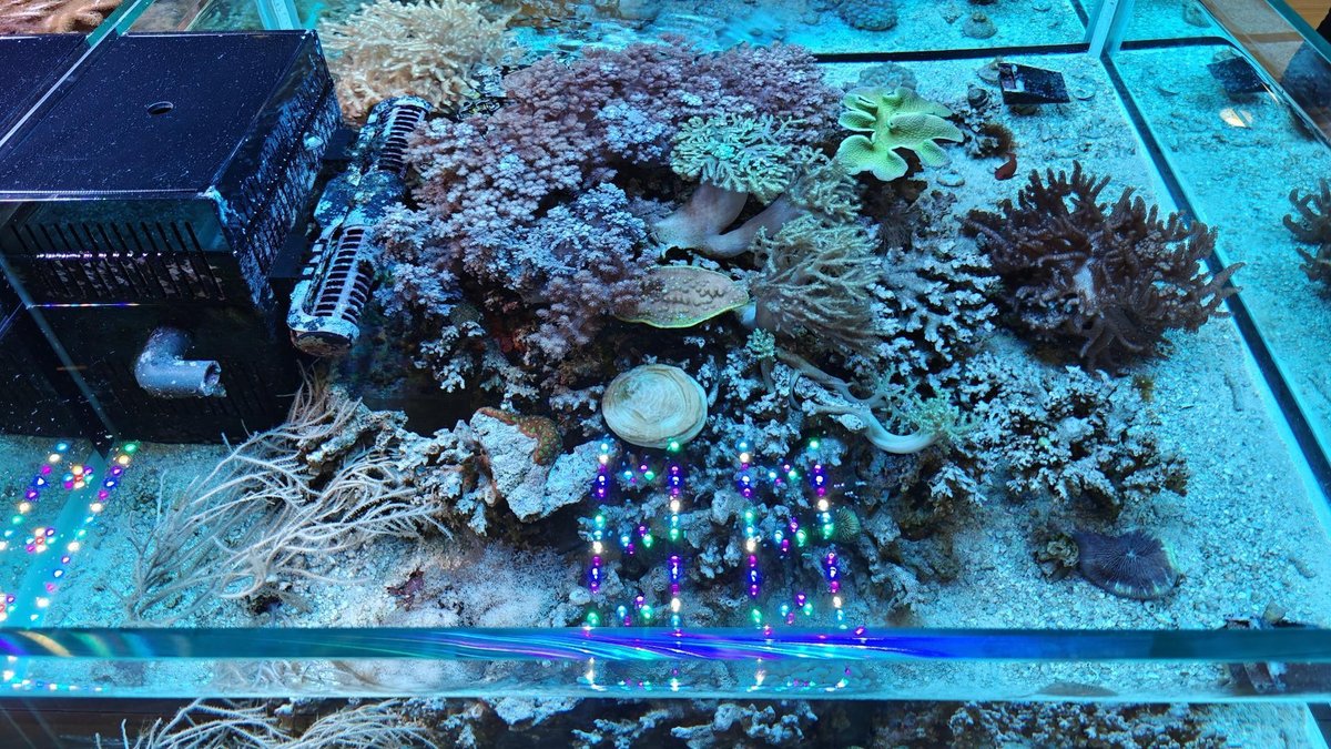 Aquarium coral display with vibrant colors