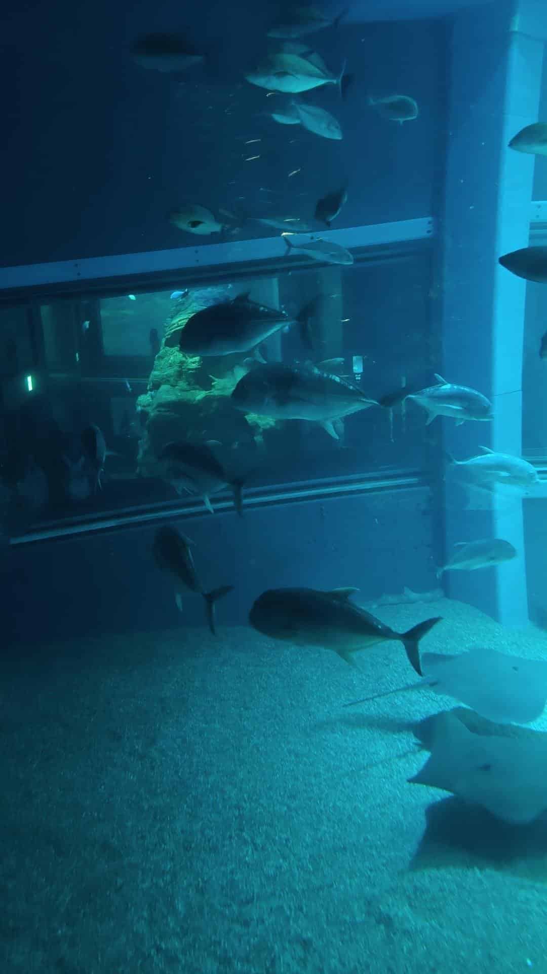 Aquarium fish swimming in blue-lit tank