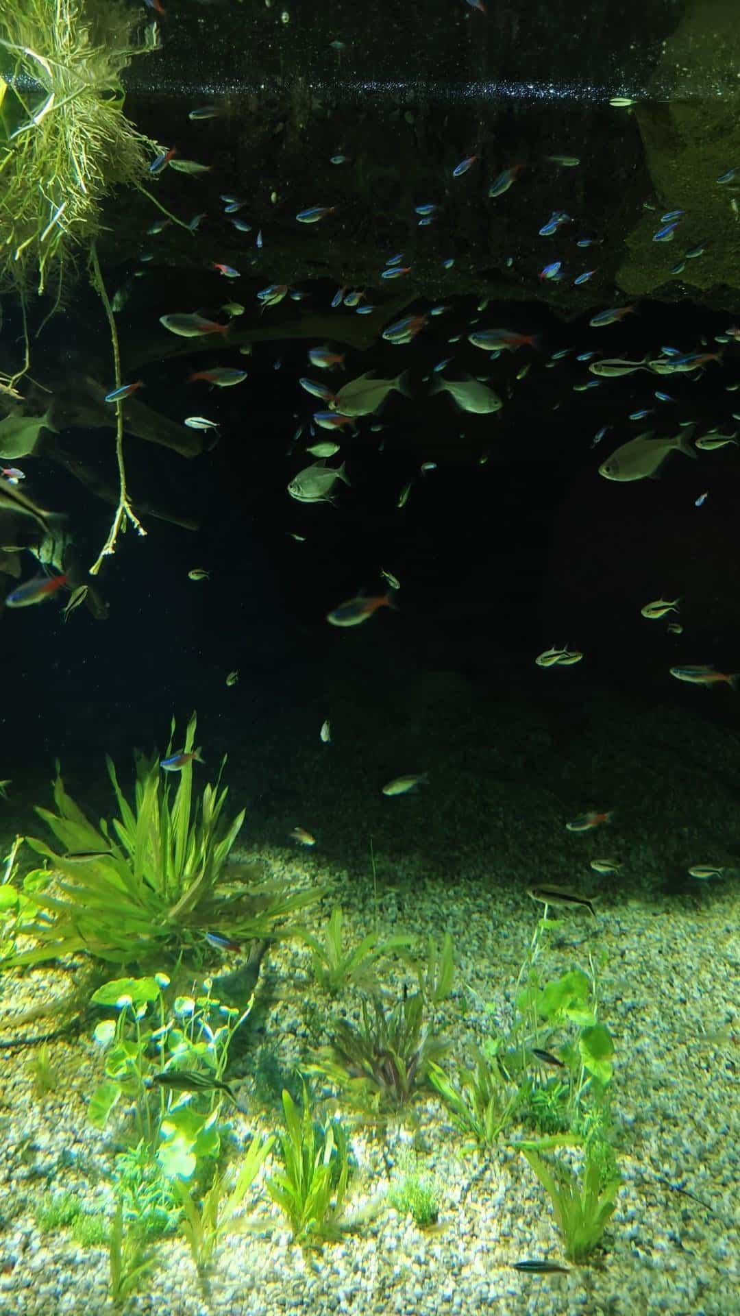 Aquarium with colorful fish and plants