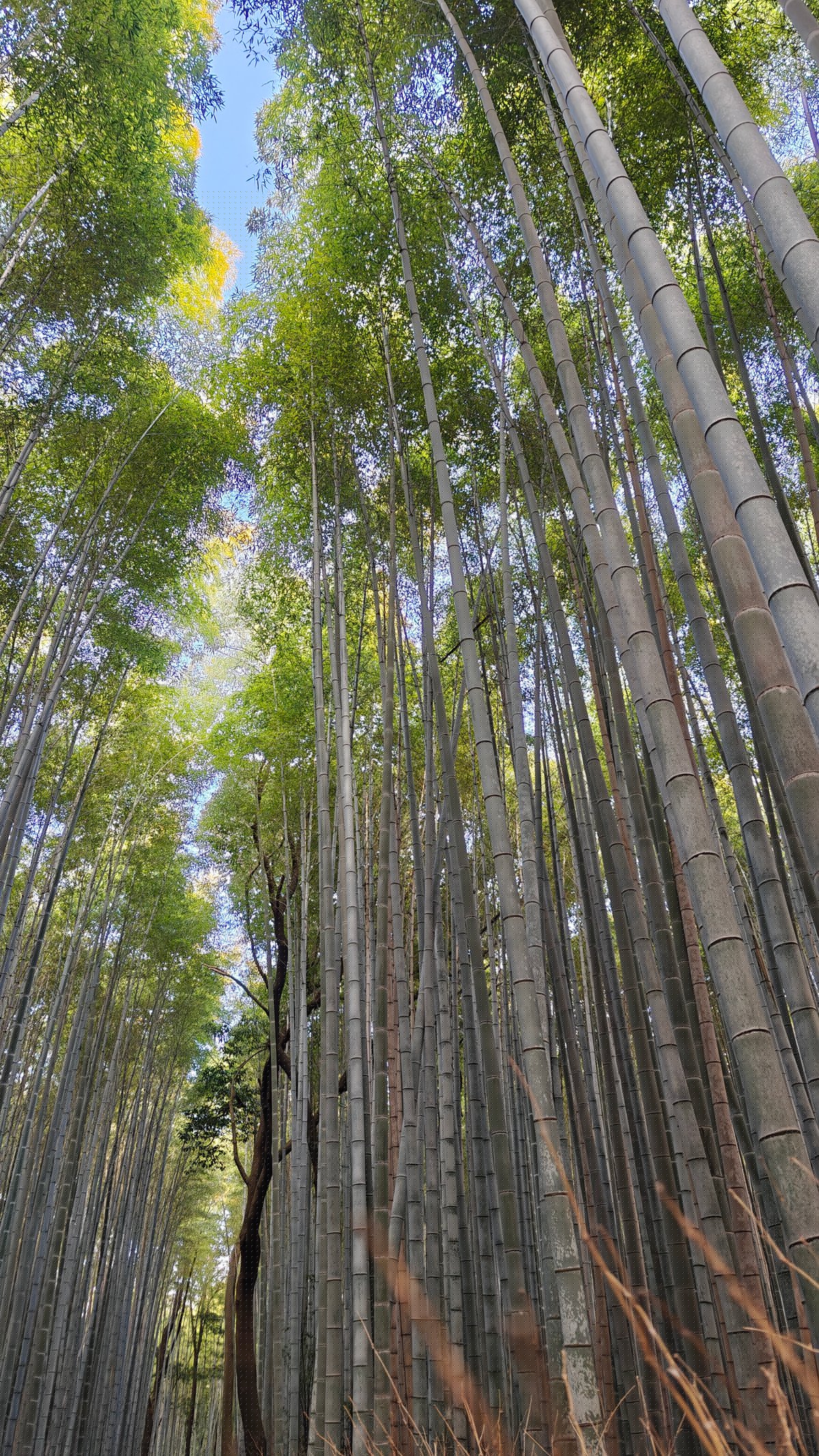 Bamboo canopy against blue sky