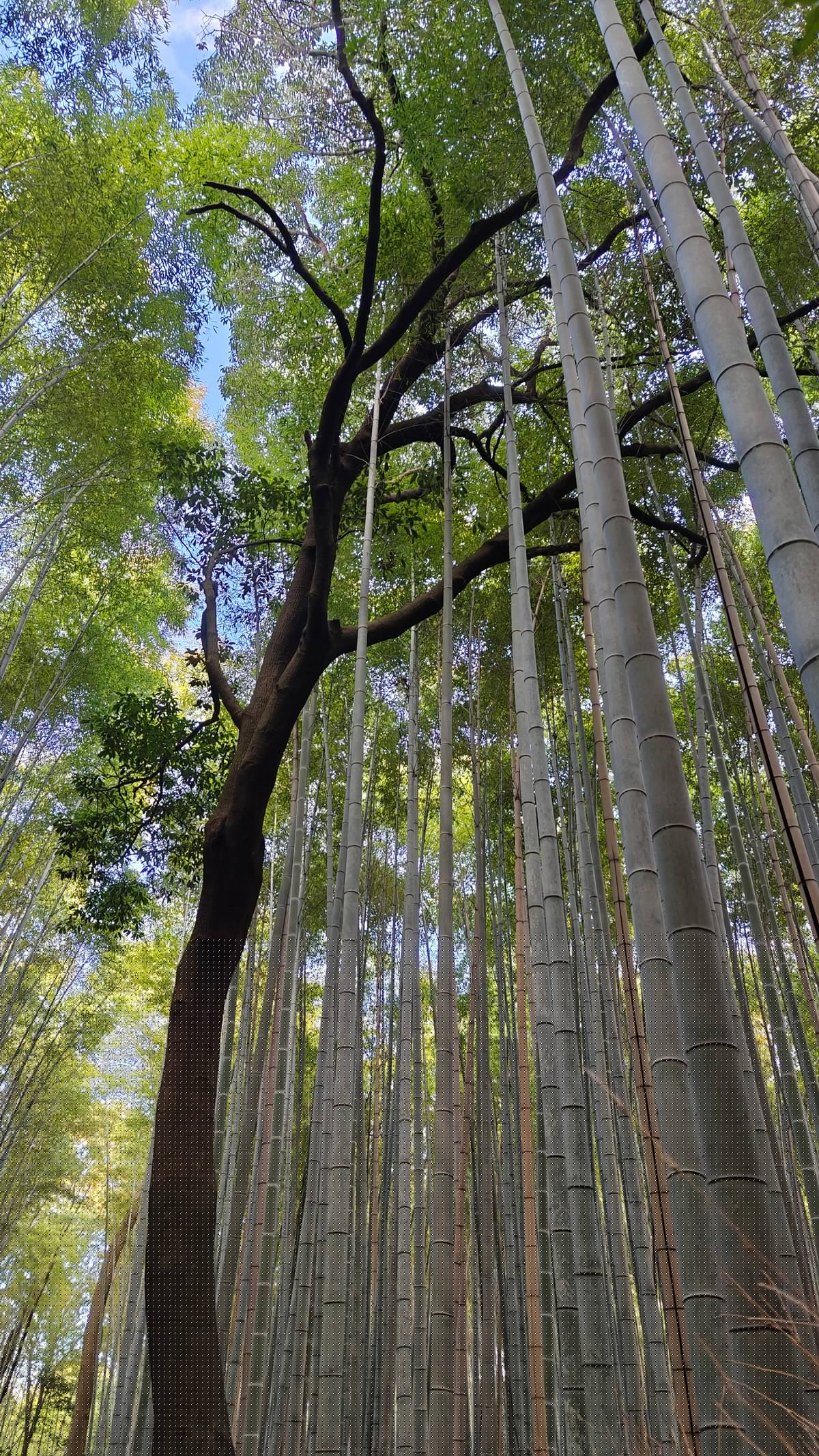 Bamboo grove with a tall broad-leaved tree in