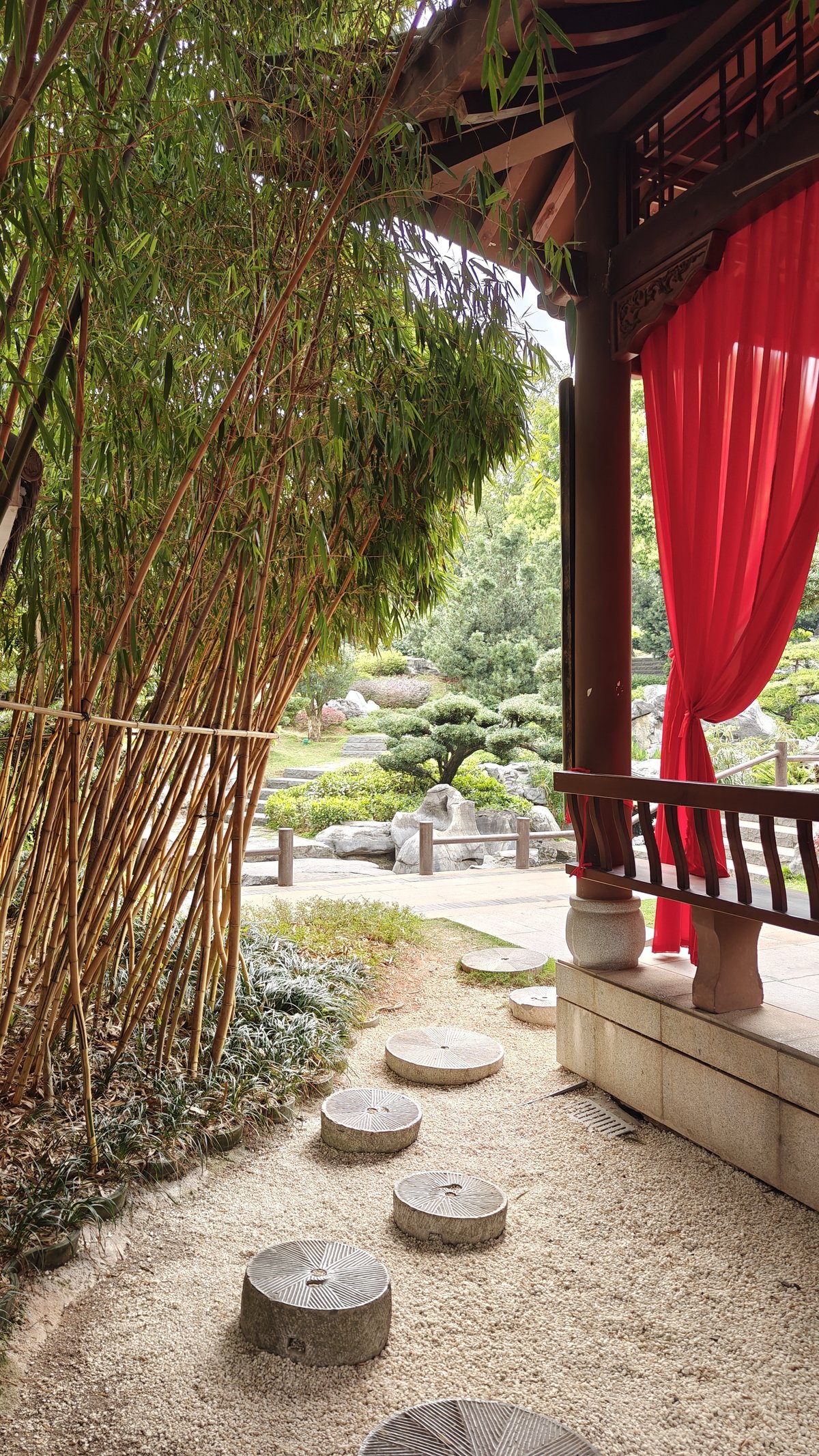 Bamboo grove with stepping stones