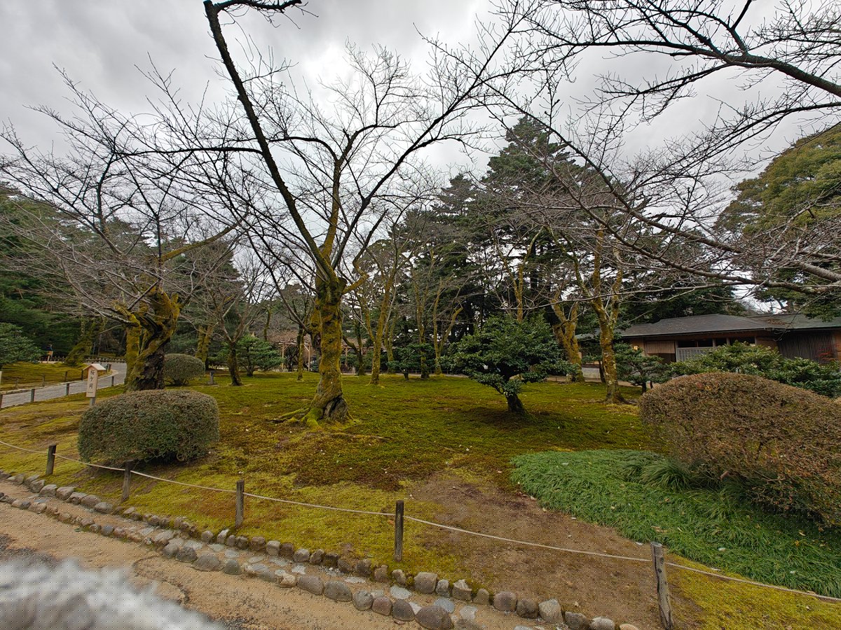 Bare trees and moss garden