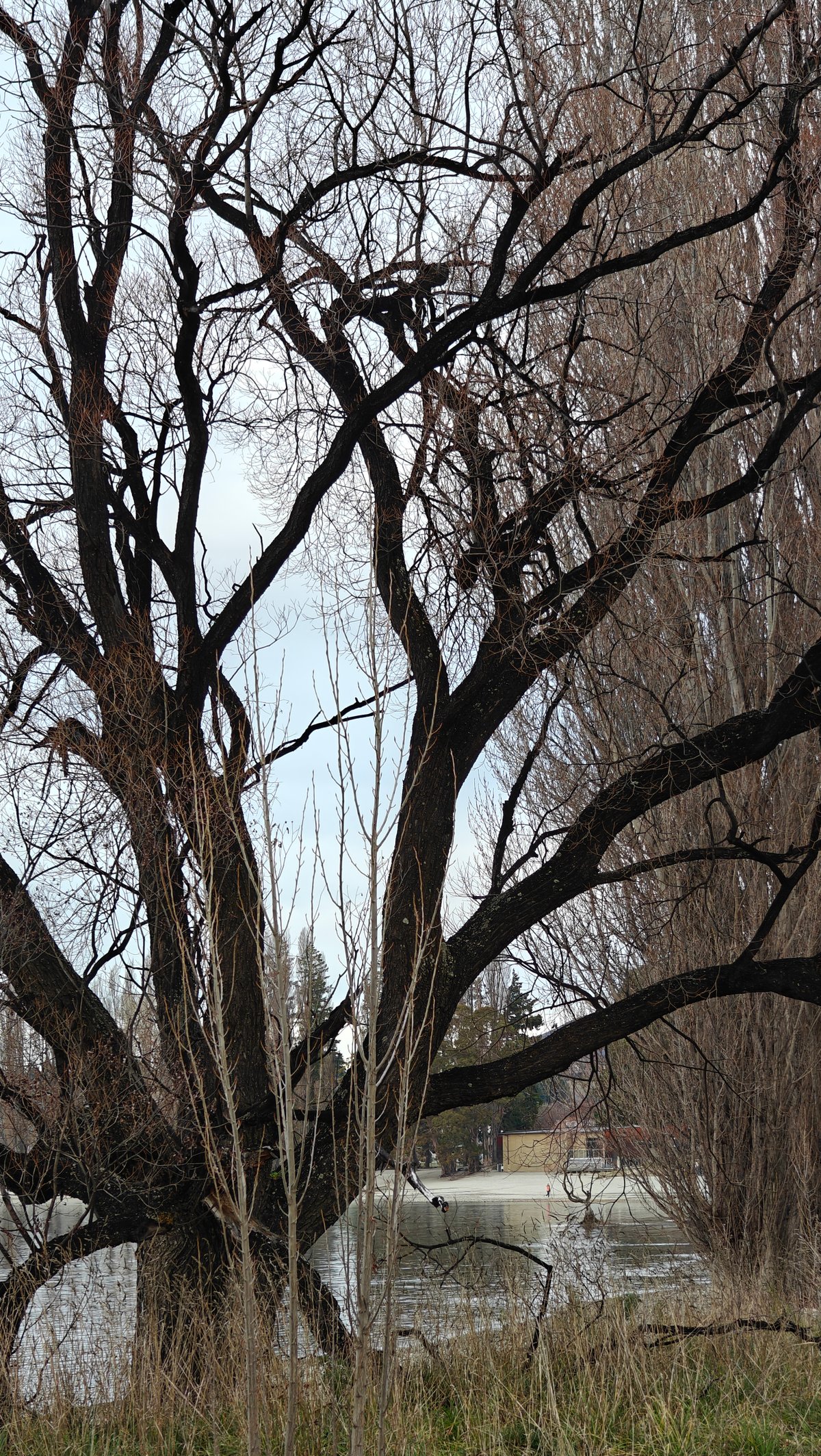 Bare willow at Lake Wanaka edge