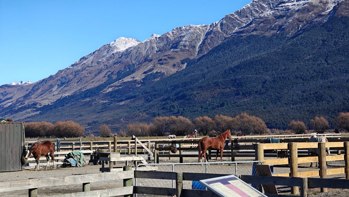 Bay horses in mountain paddock