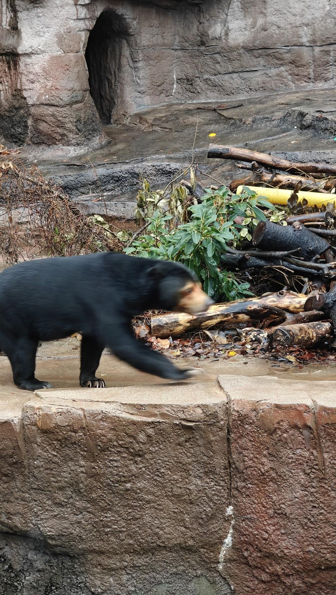 Bear walking by rocky enclosure