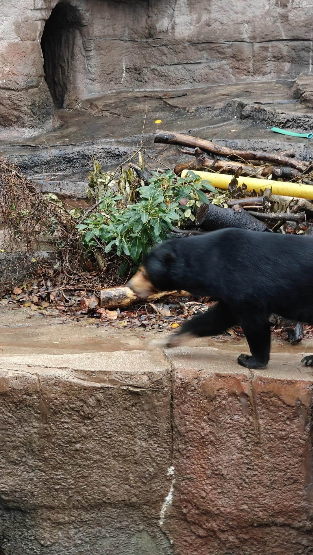 Bear walking near rocky enclosure