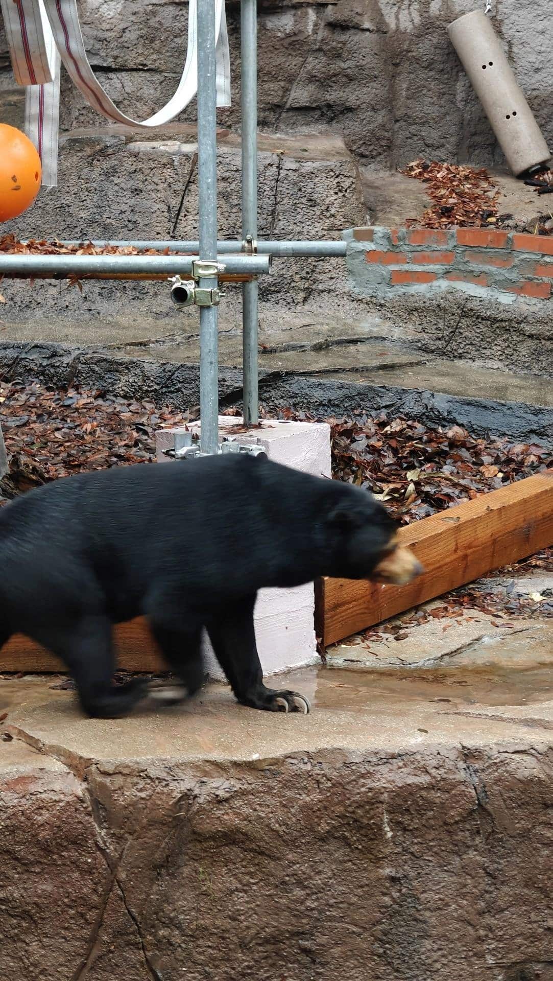 Bear walking on rocky surface