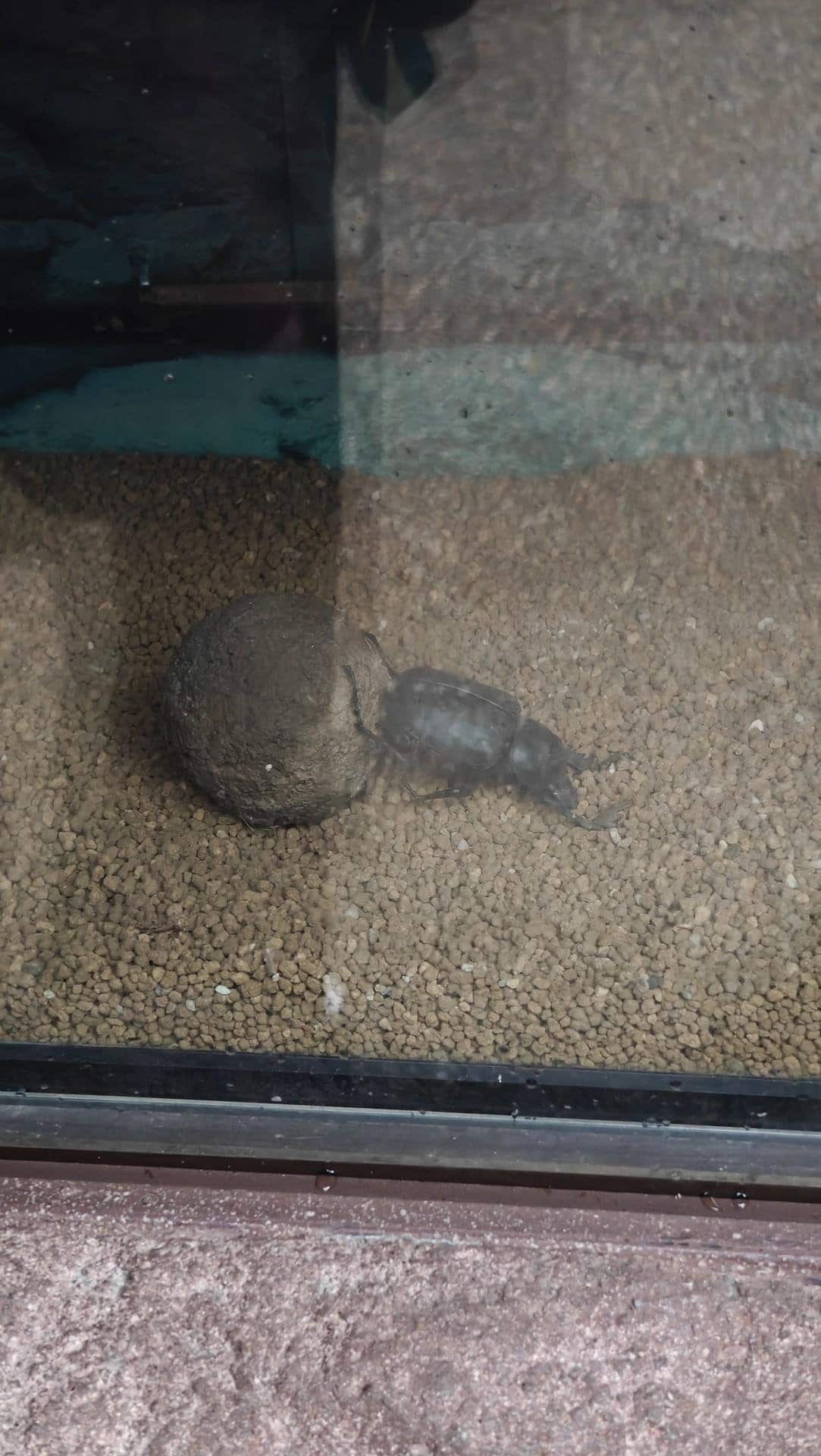 Beetle pushing dirt ball on gravel