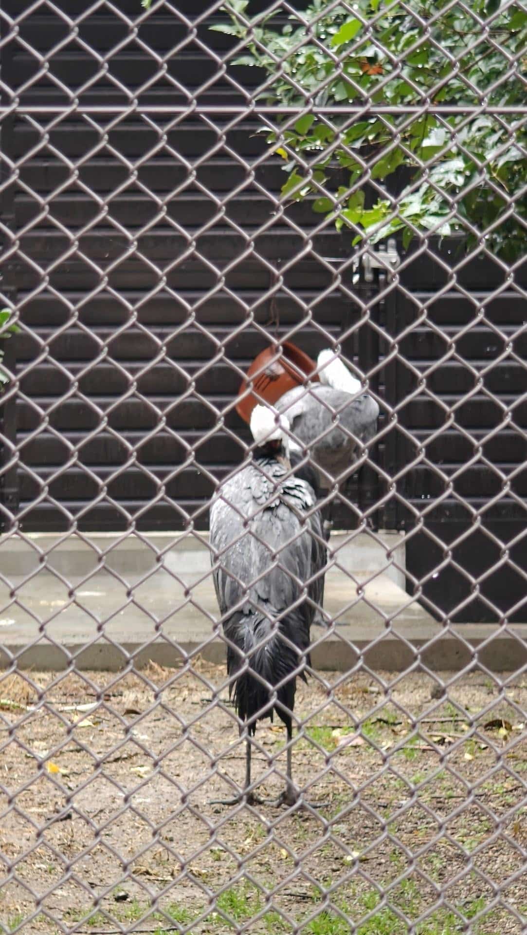 Bird behind chain-link fence