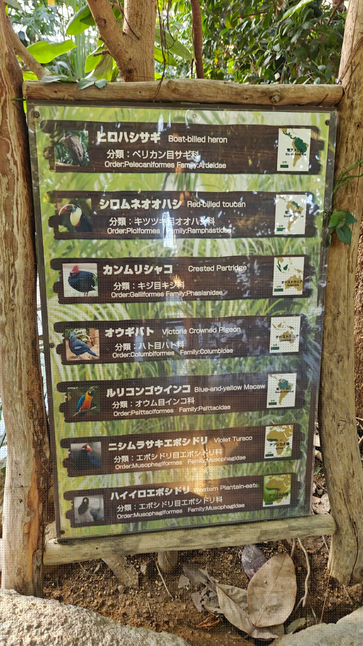 Bird ID board listing the aviary species: ヒロハシサギ