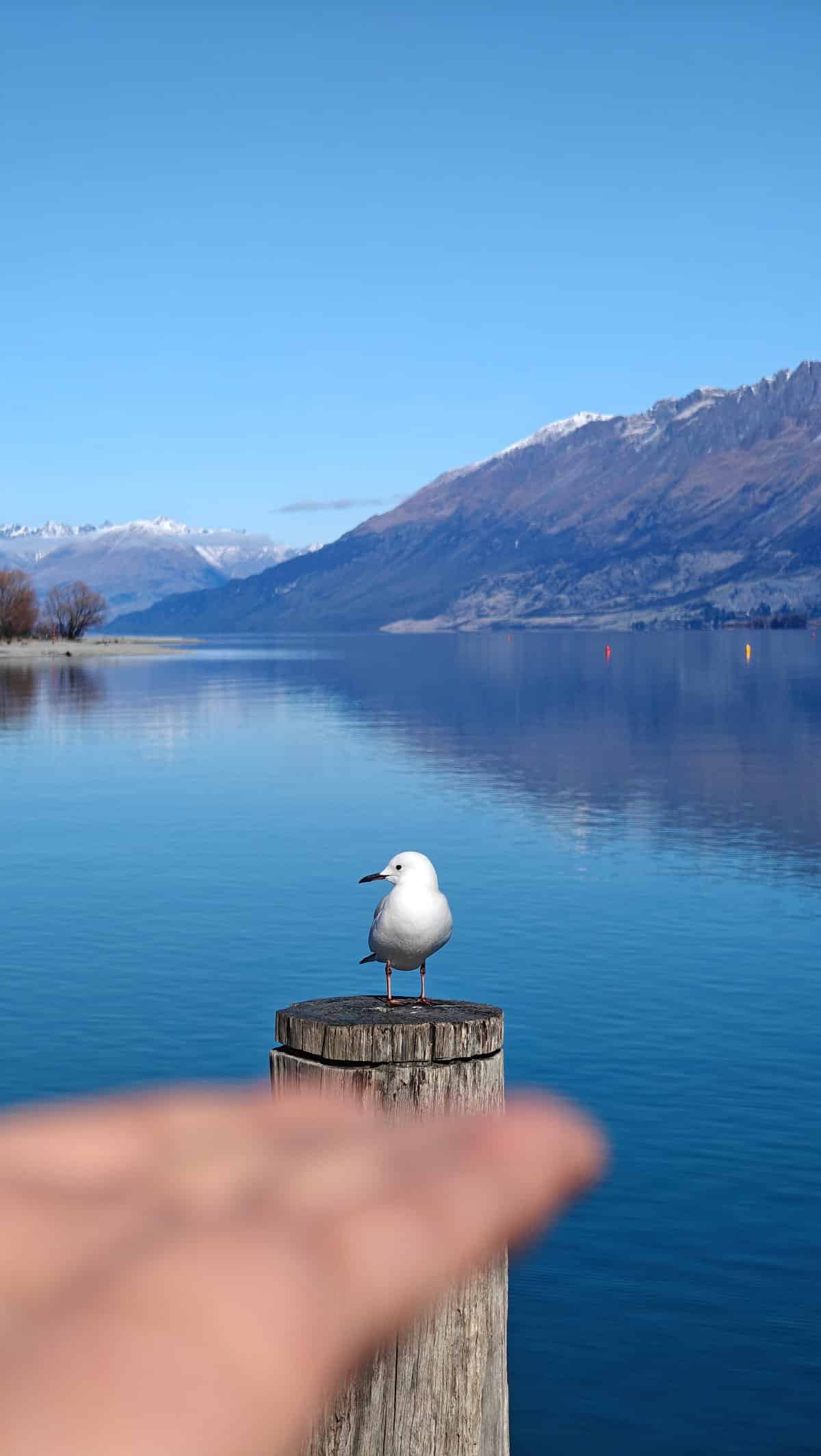 Black-billed gull on wooden pile