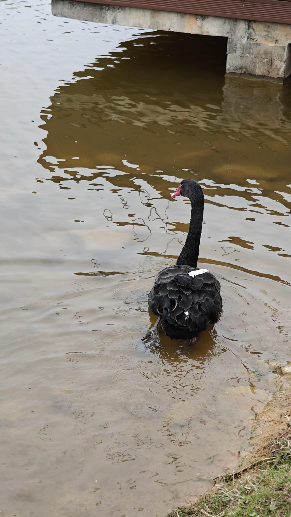 Black swan swimming close-up