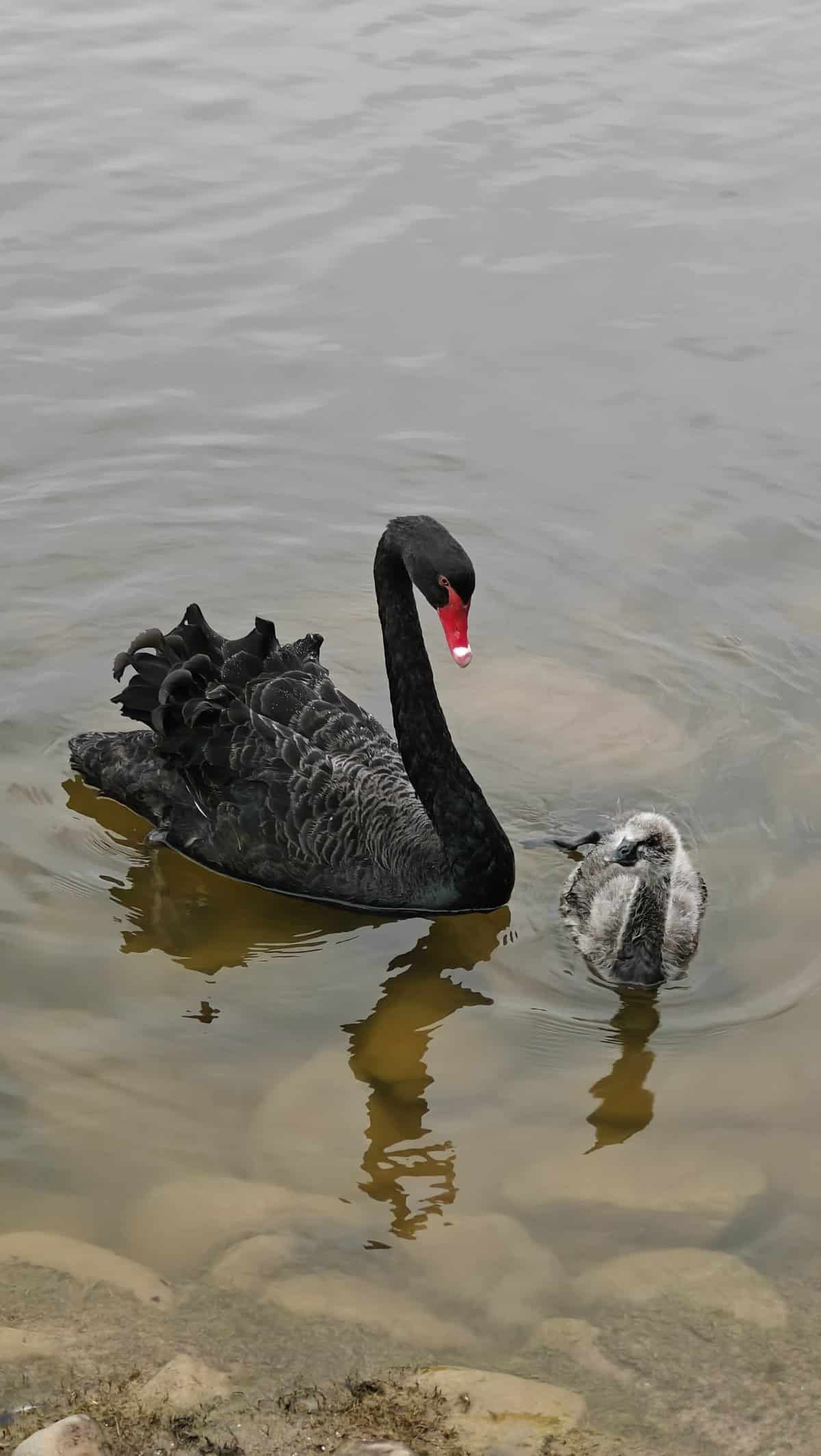 Black swan with baby cygnet