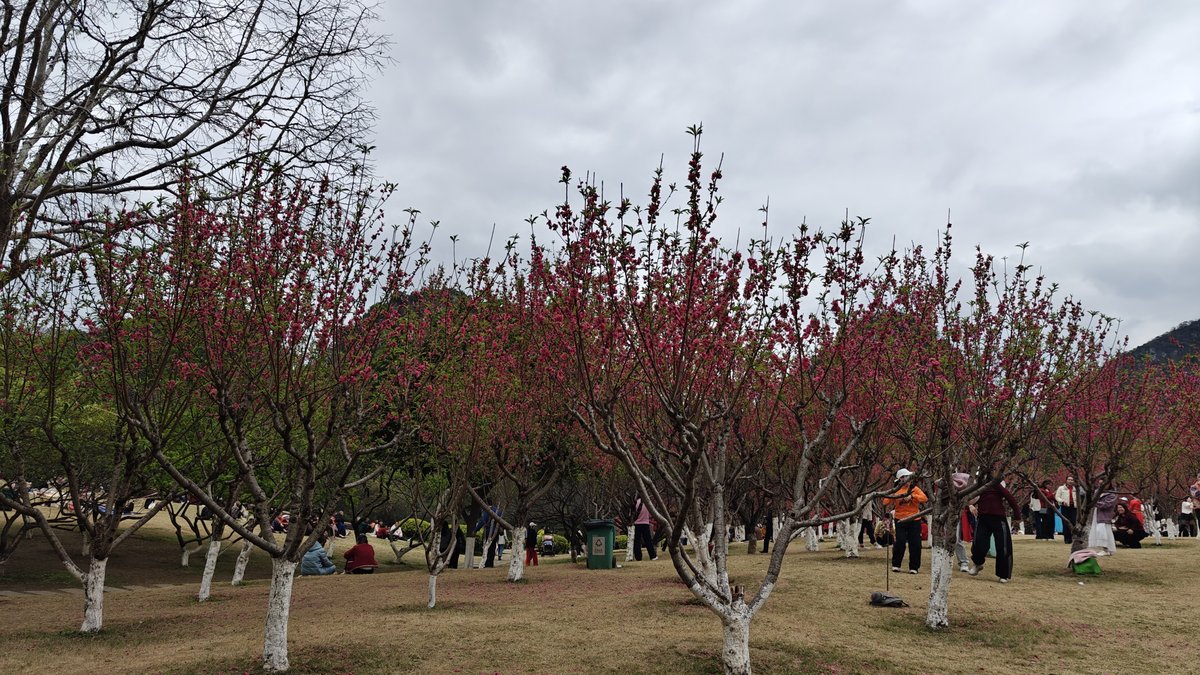 Blooming peach trees red flowers