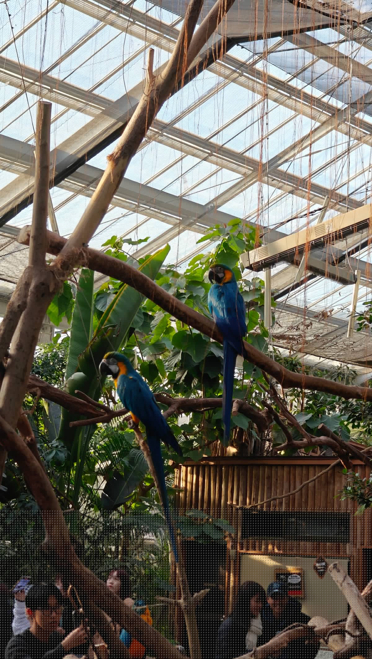 Blue-and-yellow macaw on branch
