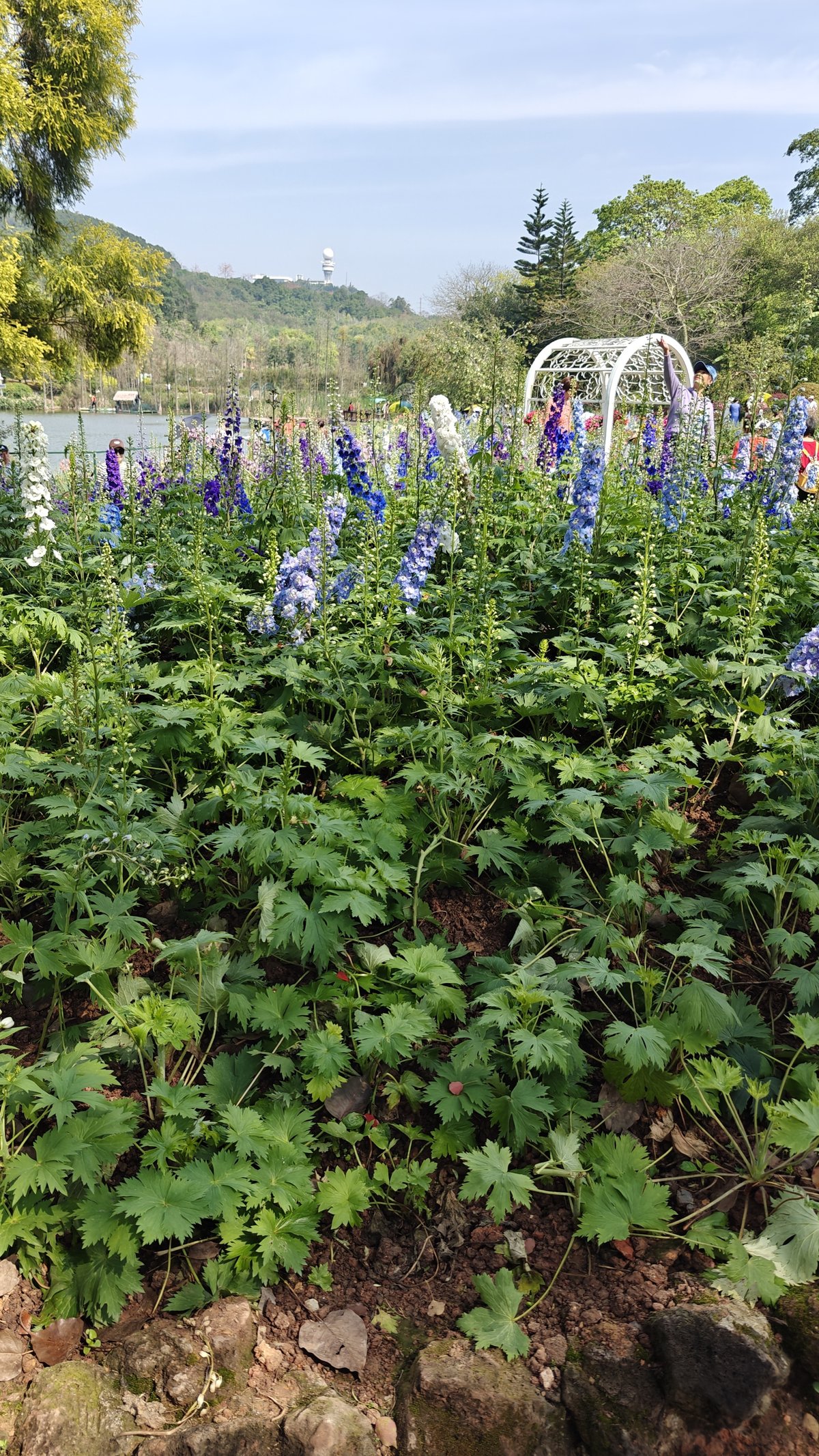 Blue delphinium flowers in garden, tall spikes of
