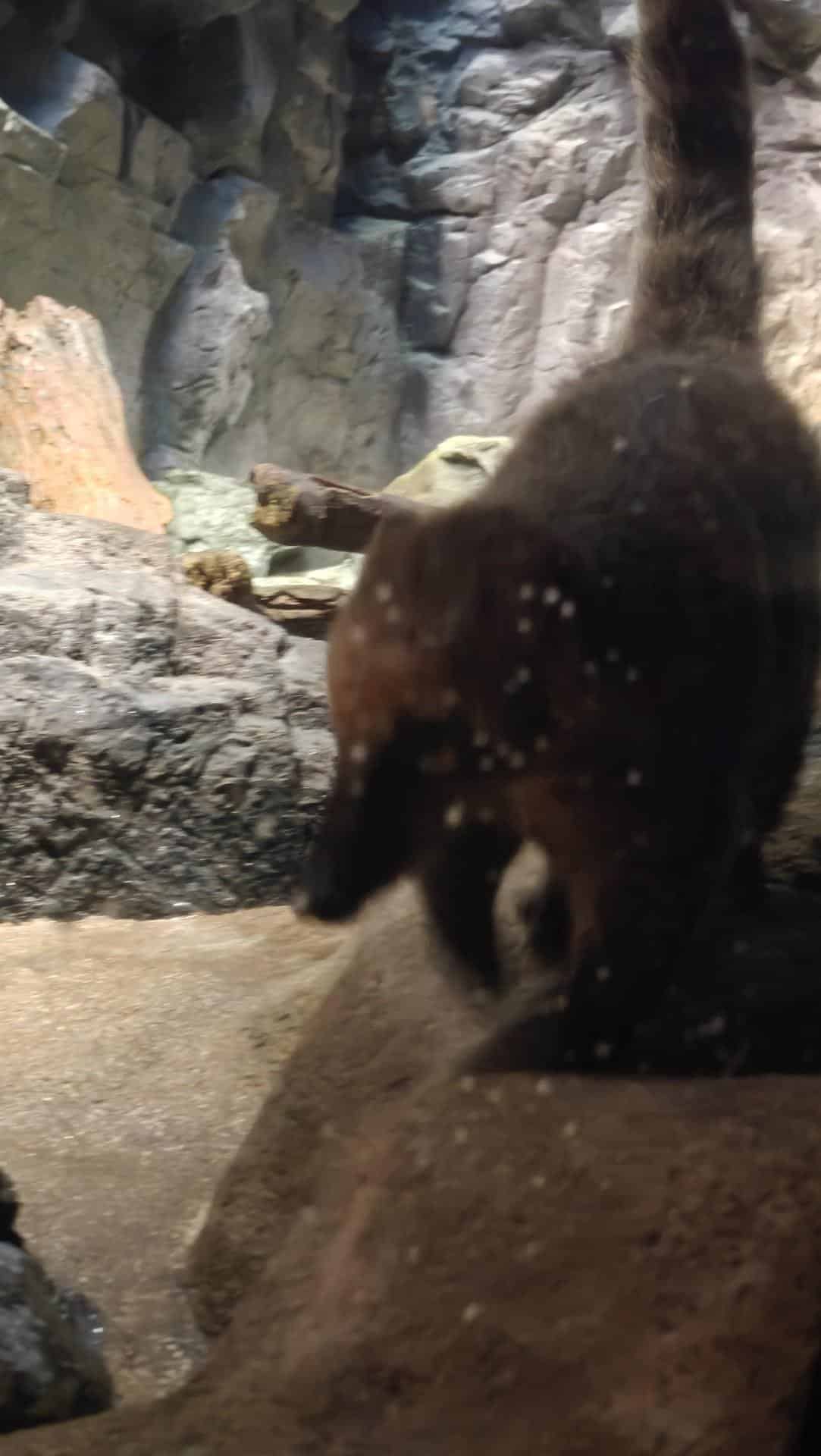 Blurry animal in rocky habitat