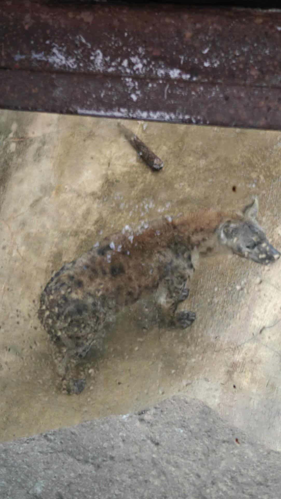 Blurry spotted animal outdoor enclosure