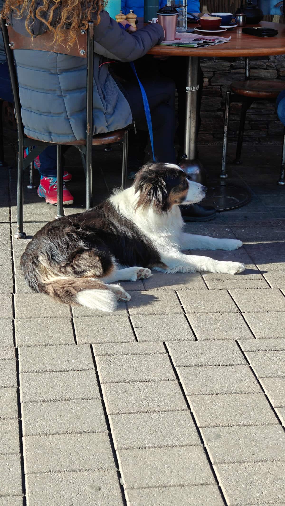Border collie resting on footpath