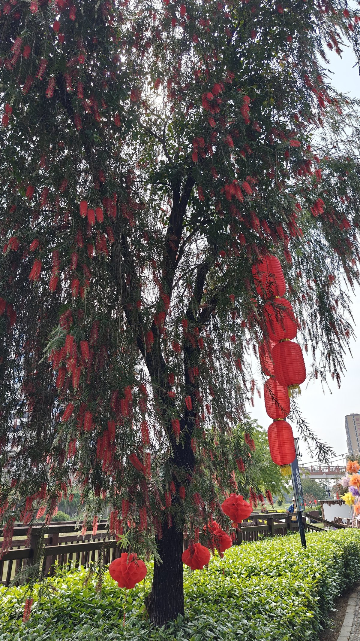 Bottlebrush tree red lanterns