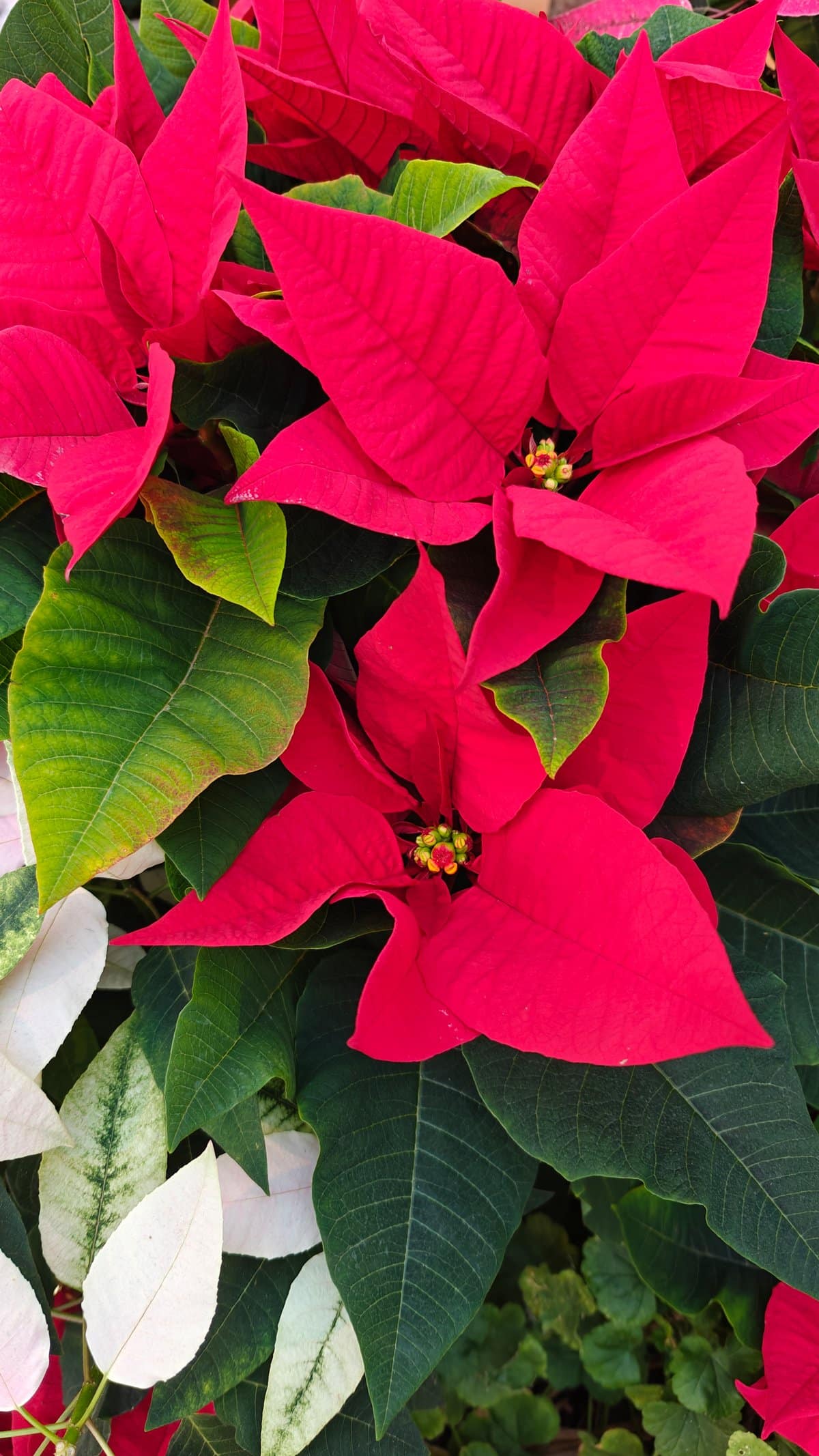 Bright red poinsettia close-up