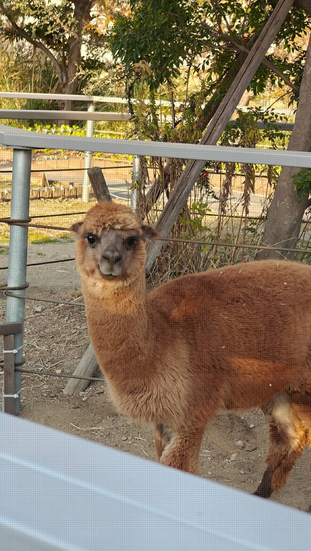 Brown alpaca looking over fence