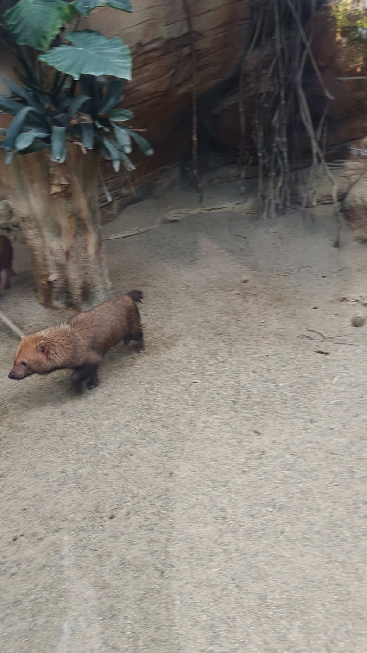 Bush dog trotting across enclosure