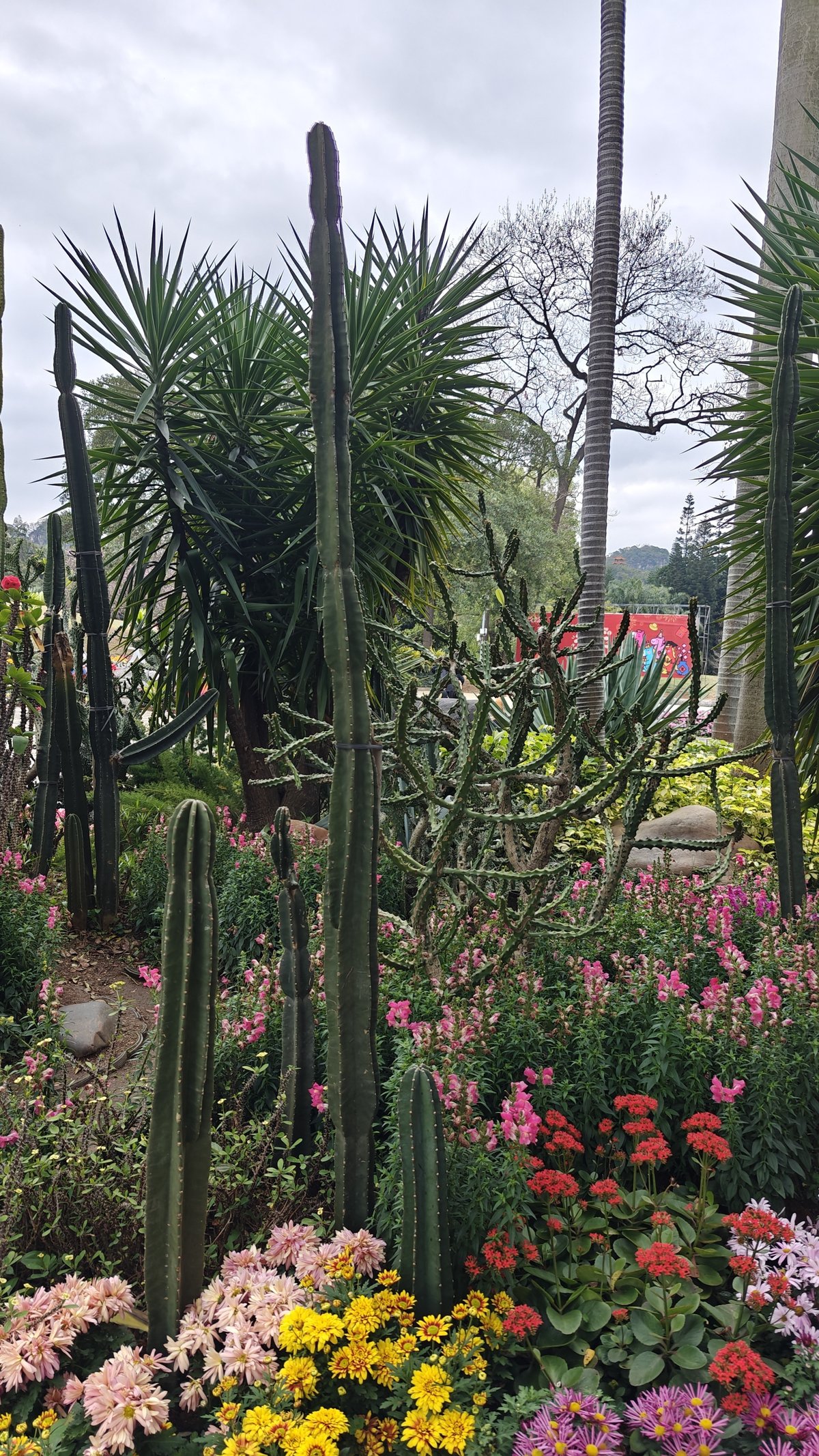 Cactus plants mountain backdrop