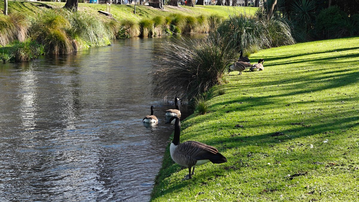 Canada goose paddling Avon River