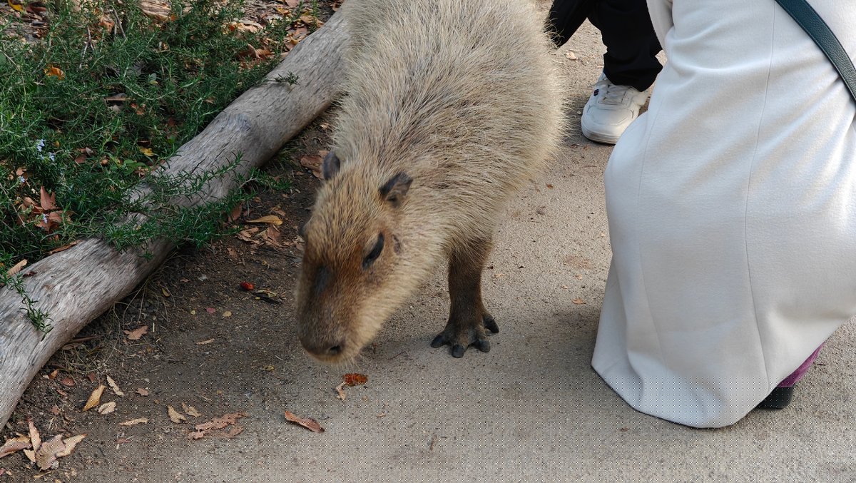 Capybara nosing ground near visitors