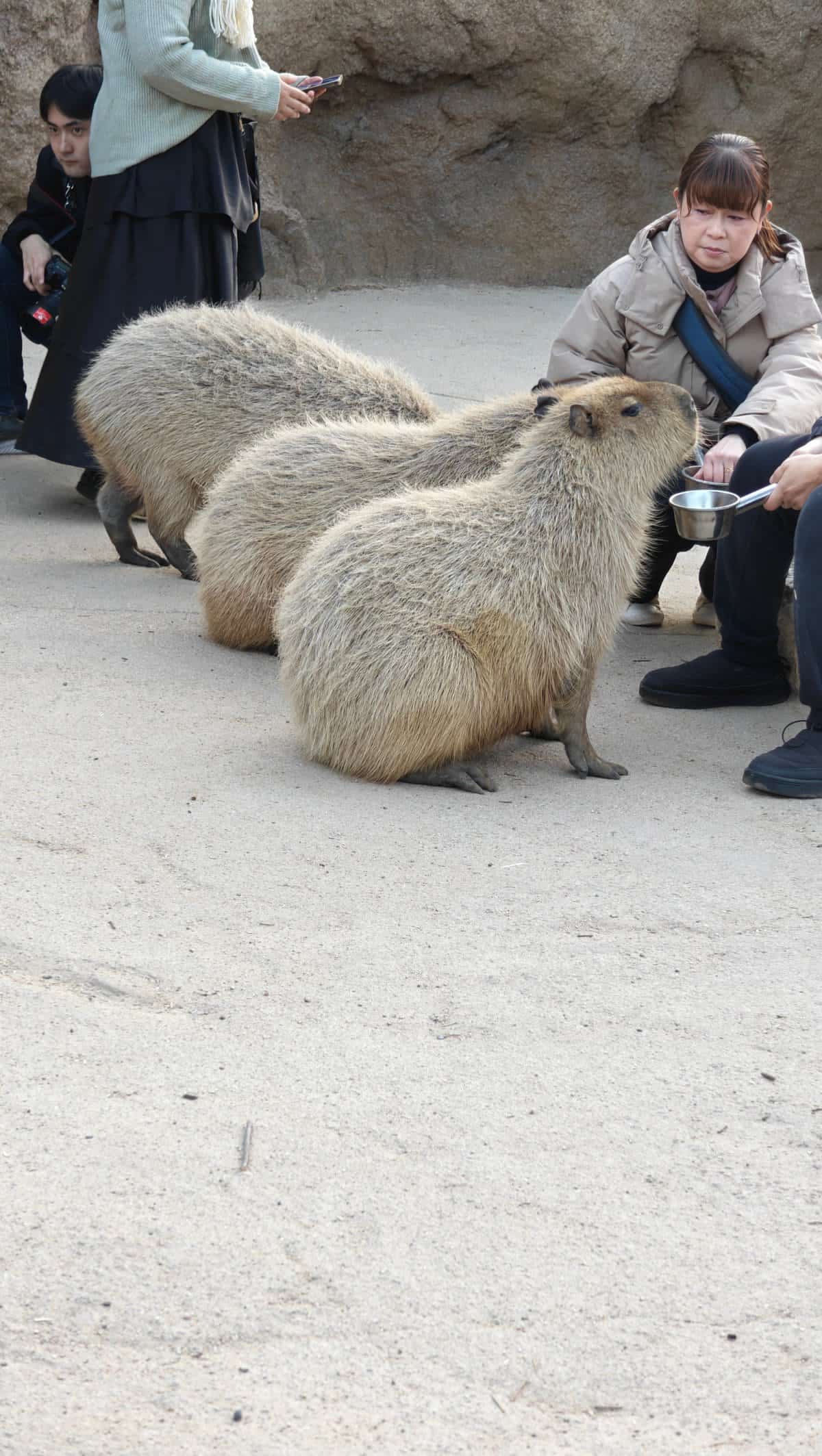 Capybaras hand-fed in walk-through
