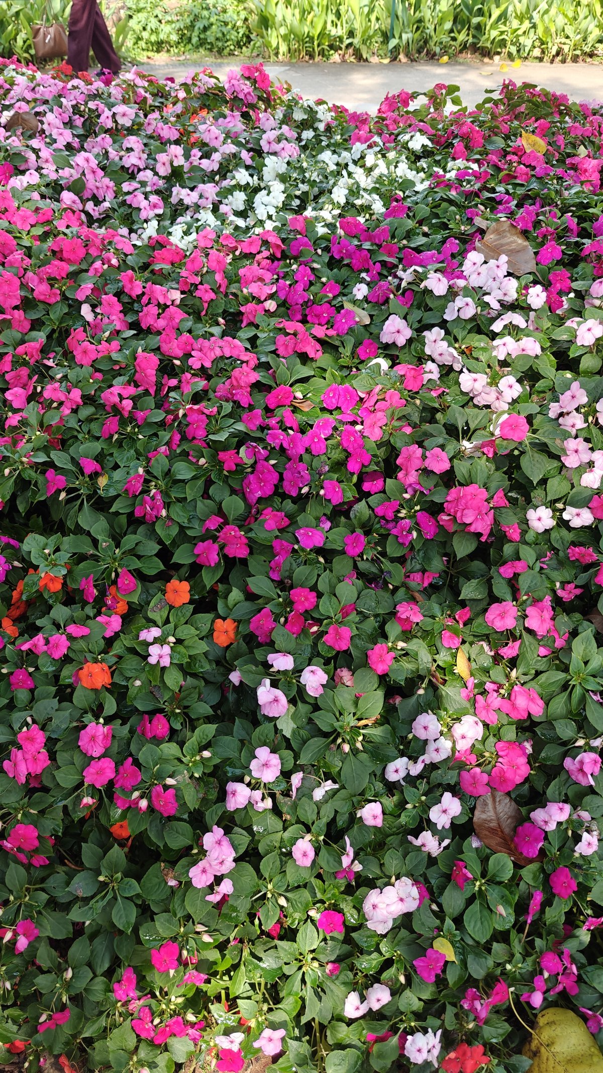 Carpet of pink and white impatiens flowers in