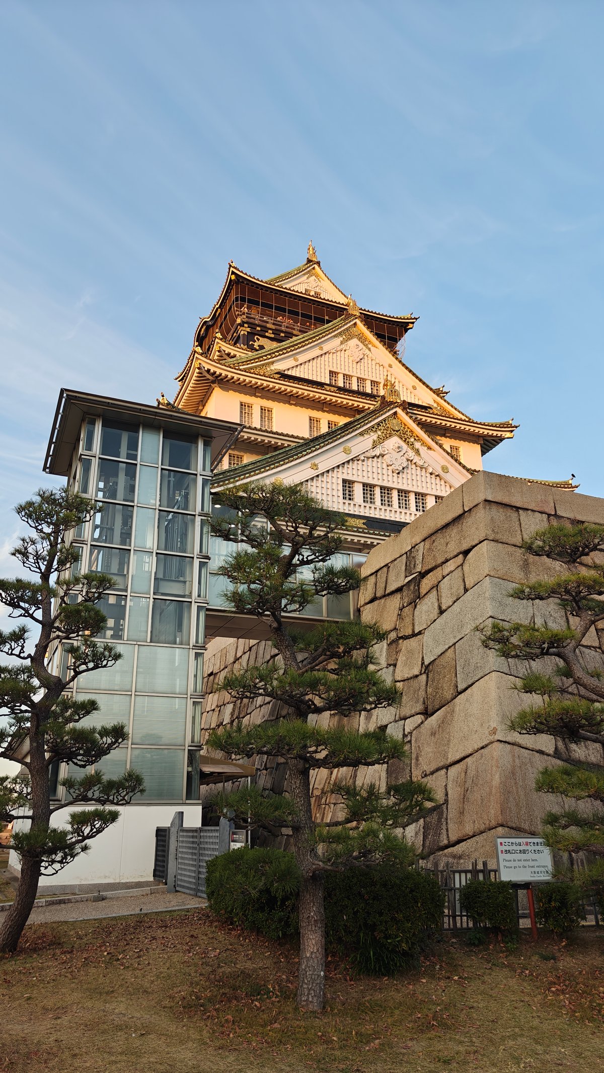 Castle base with Japanese pine
